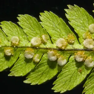 34 (4) Hoja a través de un microscopio, vista de stemi 508, Microscopios en Guadalajara